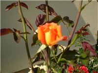 d5dd4cf1-Picture 407.jpg